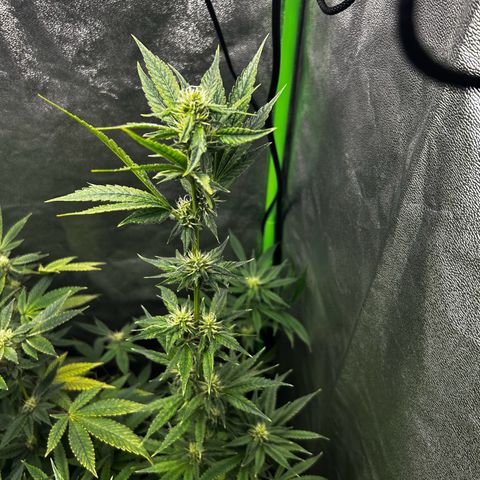 Mystery Plant growlog timeline photo