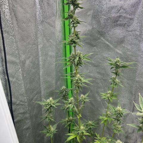 Mystery Plant growlog timeline photo