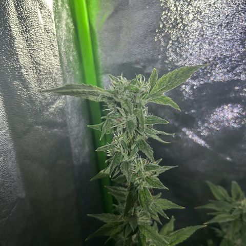 Mystery Plant growlog timeline photo