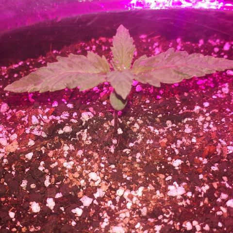 OG Kush #1 growlog timeline photo