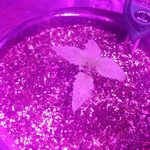 OG Kush #1 growlog timeline photo
