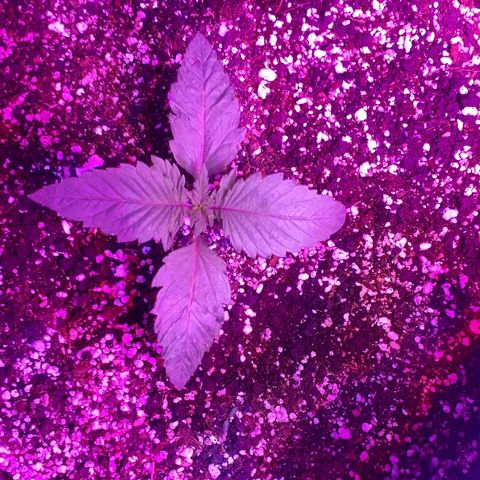 OG Kush #1 growlog timeline photo