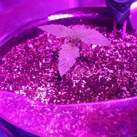 OG Kush #1 growlog timeline photo