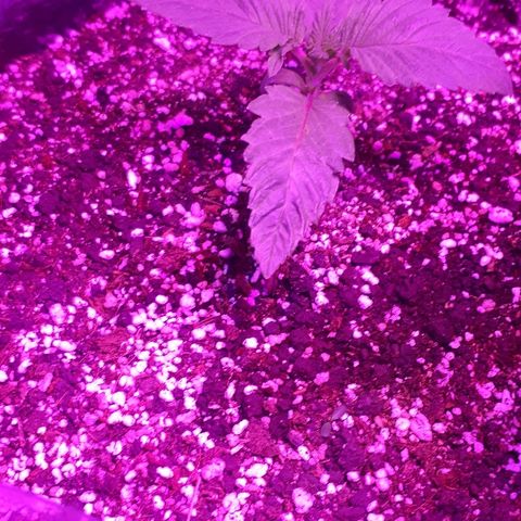 OG Kush #1 growlog timeline photo