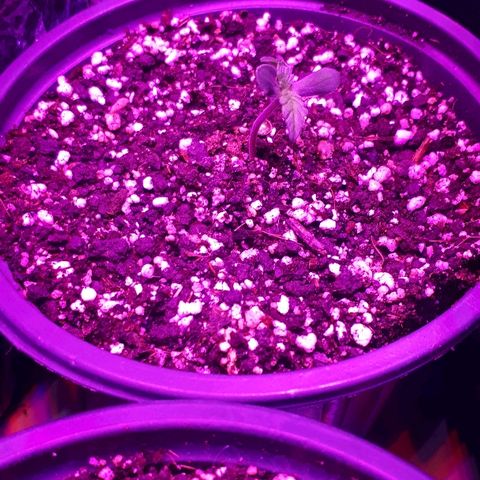 Glue Gelato Auto growlog timeline photo