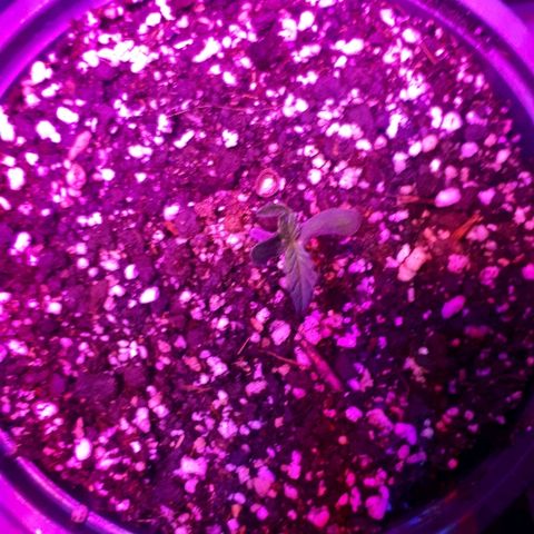 Glue Gelato Auto growlog timeline photo