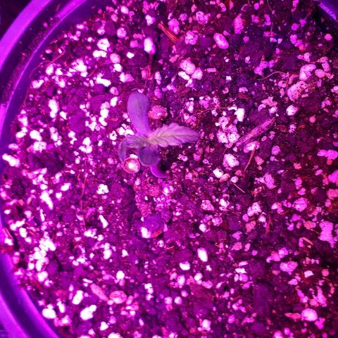 Glue Gelato Auto growlog timeline photo
