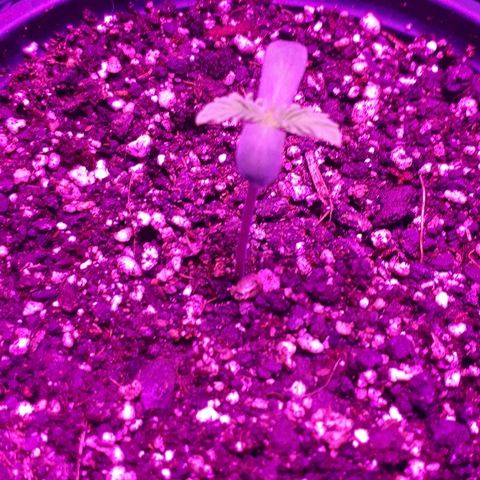 Gorilla Zkittlez growlog timeline photo