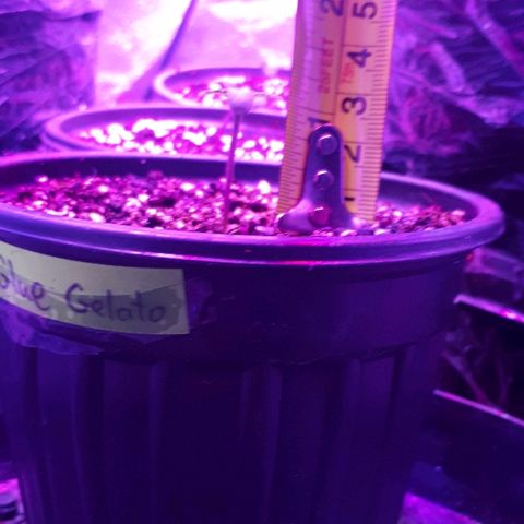 Gorilla Zkittlez growlog timeline photo