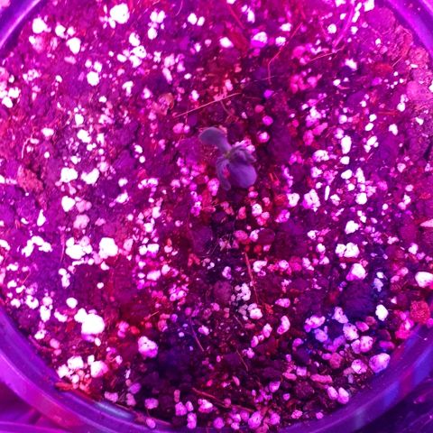 Super Critical Automatic growlog timeline photo