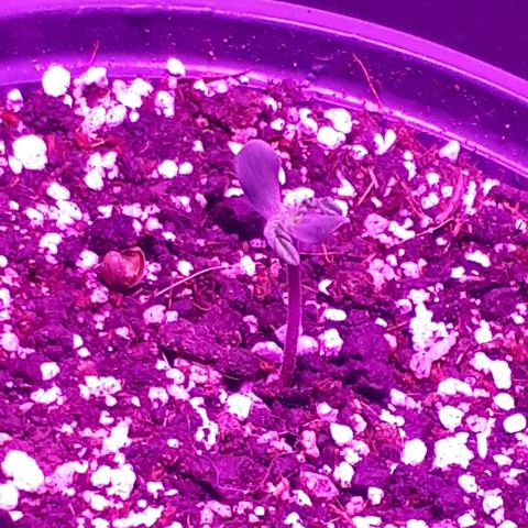 Super Critical Automatic growlog timeline photo