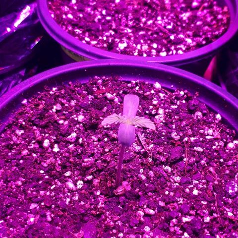 Gorilla Zkittlez growlog timeline photo