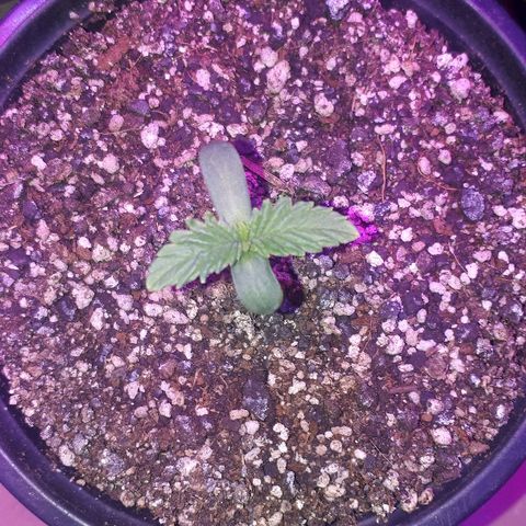 Gorilla Zkittlez growlog timeline photo