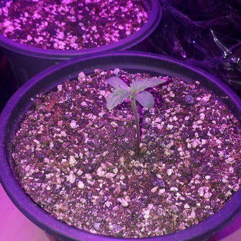 Gorilla Zkittlez growlog timeline photo