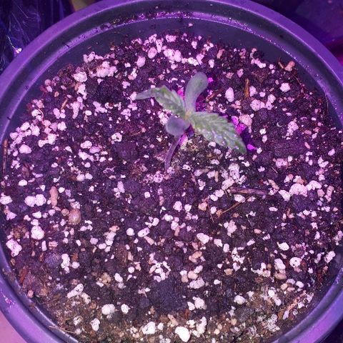 Glue Gelato Auto growlog timeline photo