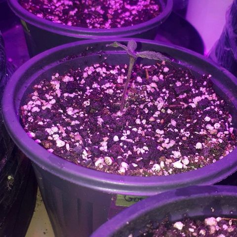 Glue Gelato Auto growlog timeline photo