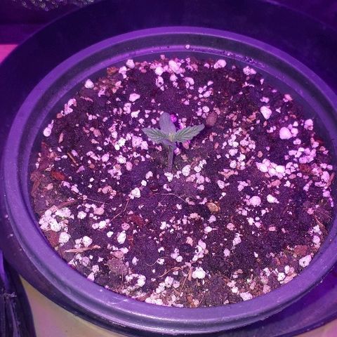Super Critical Automatic growlog timeline photo