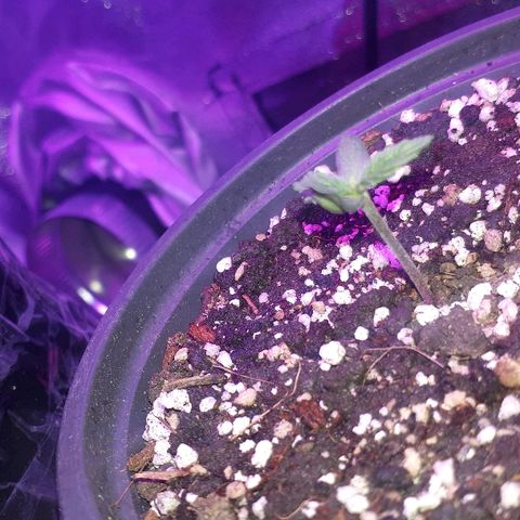 Super Critical Automatic growlog timeline photo