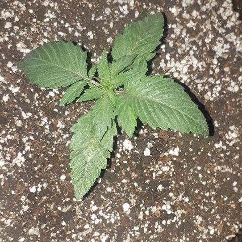 OG Kush #1 growlog timeline photo