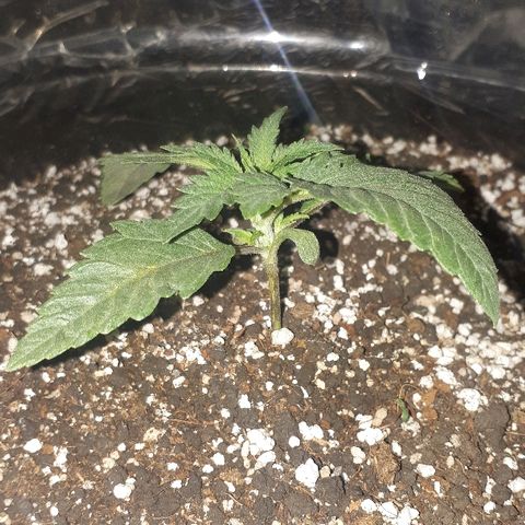 OG Kush #1 growlog timeline photo