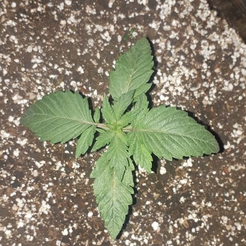 OG Kush #1 growlog timeline photo
