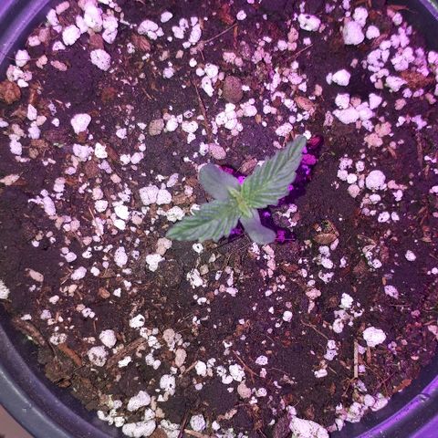 Super Critical Automatic growlog timeline photo