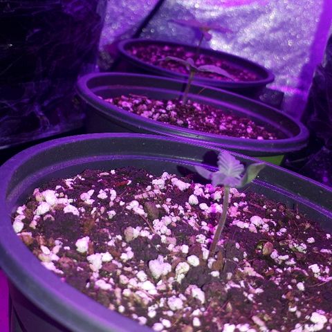 Super Critical Automatic growlog timeline photo