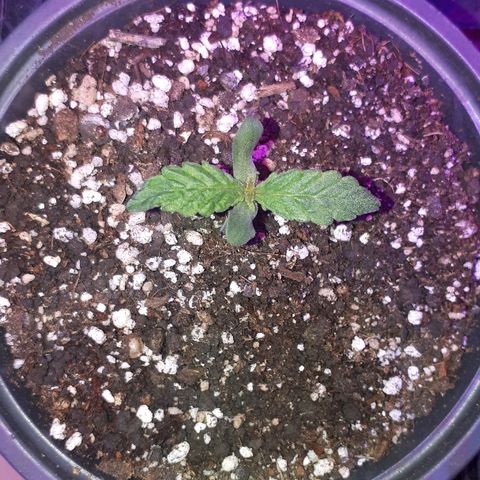 Glue Gelato Auto growlog timeline photo