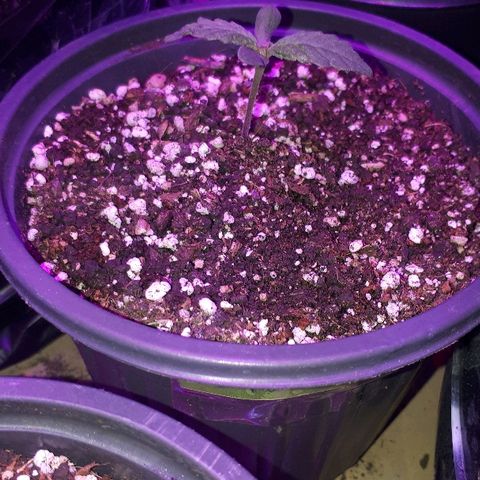 Glue Gelato Auto growlog timeline photo
