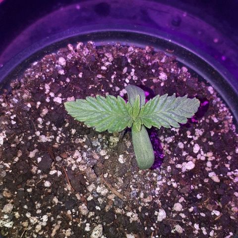 Gorilla Zkittlez growlog timeline photo