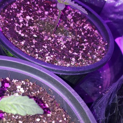 Gorilla Zkittlez growlog timeline photo