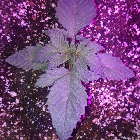 OG Kush #1 growlog timeline photo