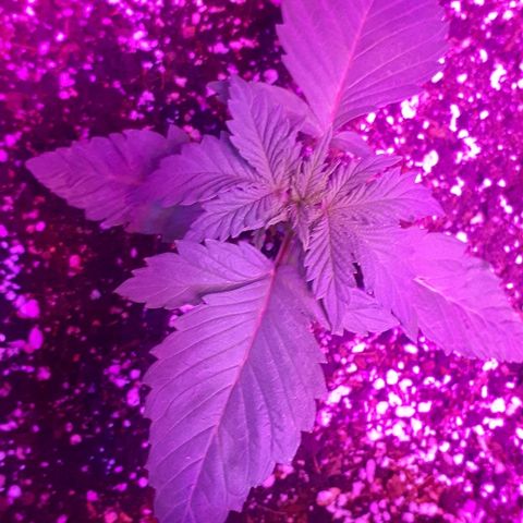 OG Kush #1 growlog timeline photo