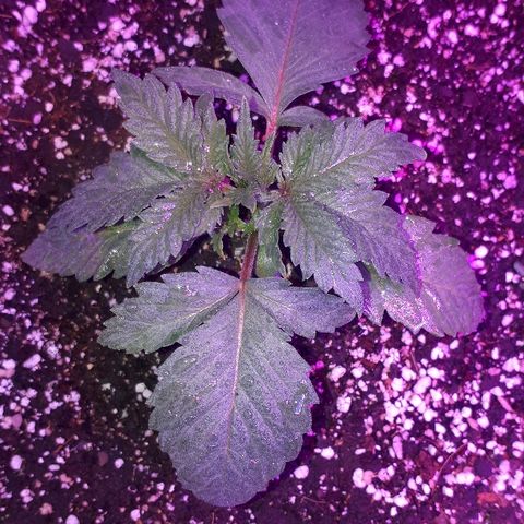 OG Kush #1 growlog timeline photo