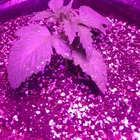 OG Kush #1 growlog timeline photo