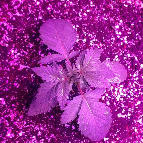 OG Kush #1 growlog timeline photo