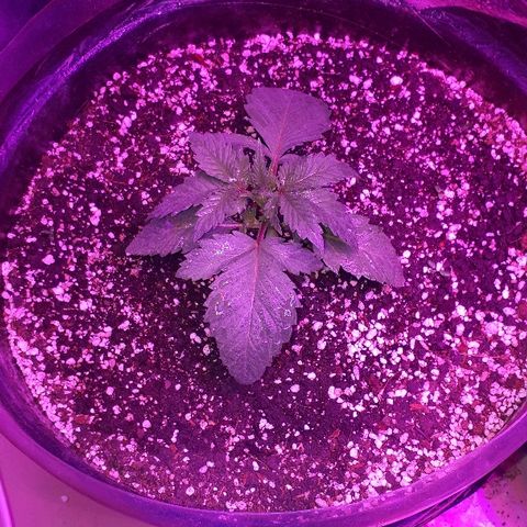 OG Kush #1 growlog timeline photo