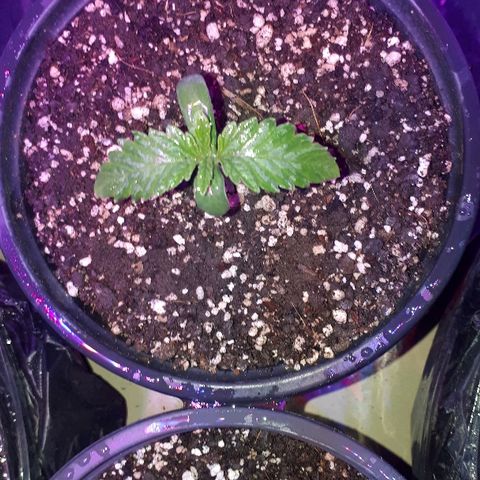 Gorilla Zkittlez growlog timeline photo