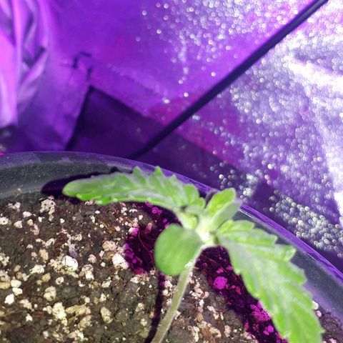 Gorilla Zkittlez growlog timeline photo