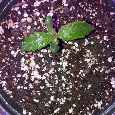 Glue Gelato Auto growlog timeline photo