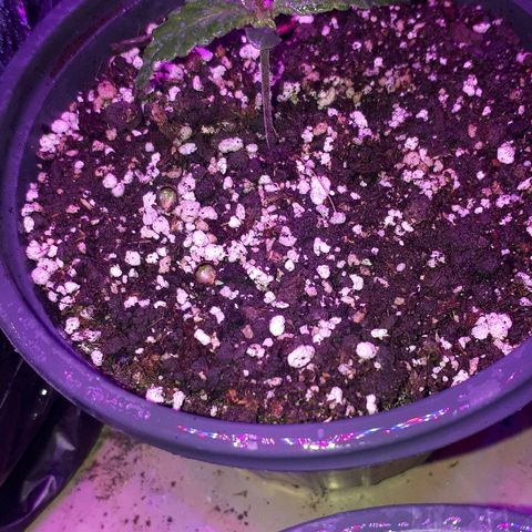 Glue Gelato Auto growlog timeline photo