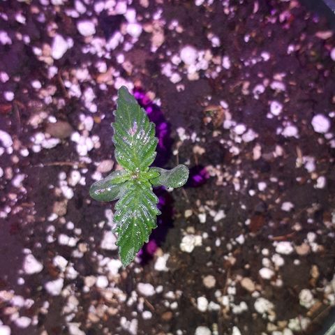 Super Critical Automatic growlog timeline photo