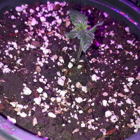 Super Critical Automatic growlog timeline photo