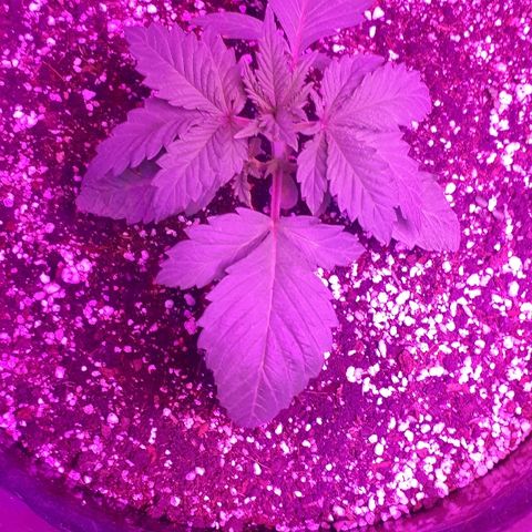 OG Kush #1 growlog timeline photo