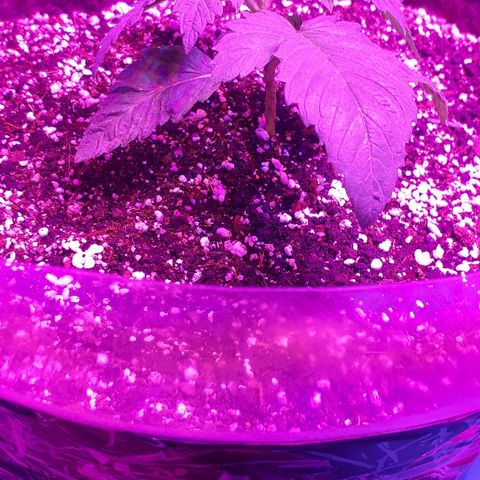 OG Kush #1 growlog timeline photo