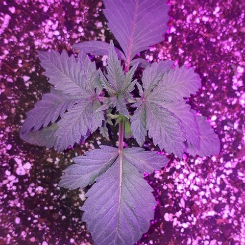 OG Kush #1 growlog timeline photo