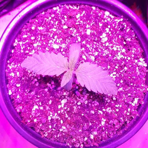 Gorilla Zkittlez growlog timeline photo