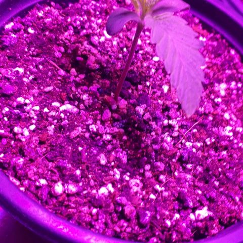 Gorilla Zkittlez growlog timeline photo