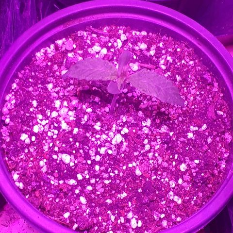Glue Gelato Auto growlog timeline photo