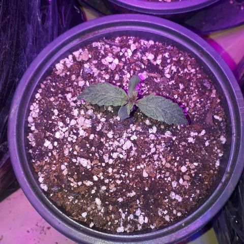 Glue Gelato Auto growlog timeline photo